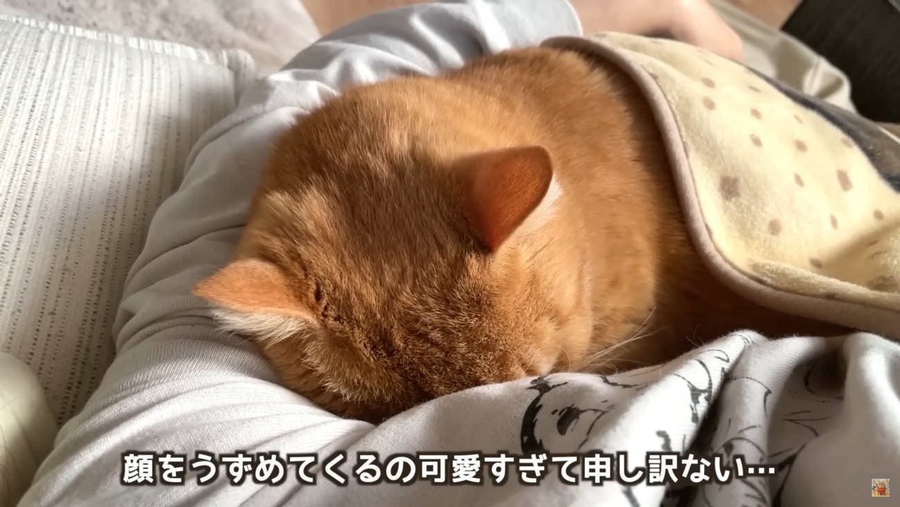 テロップ「顔をうずめてくるの～」