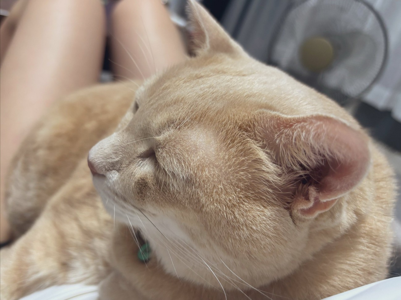 飼い主の膝の上で抱っこされている猫