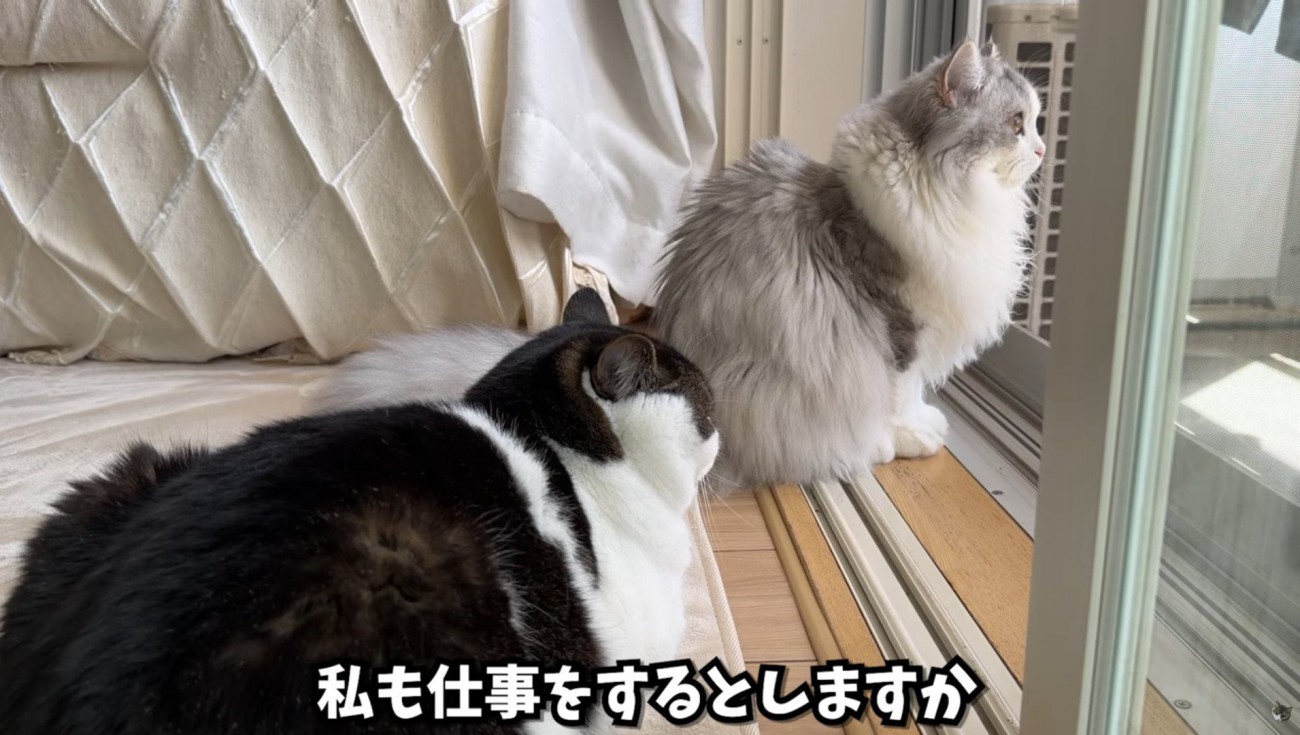 窓の外を眺める2匹の猫