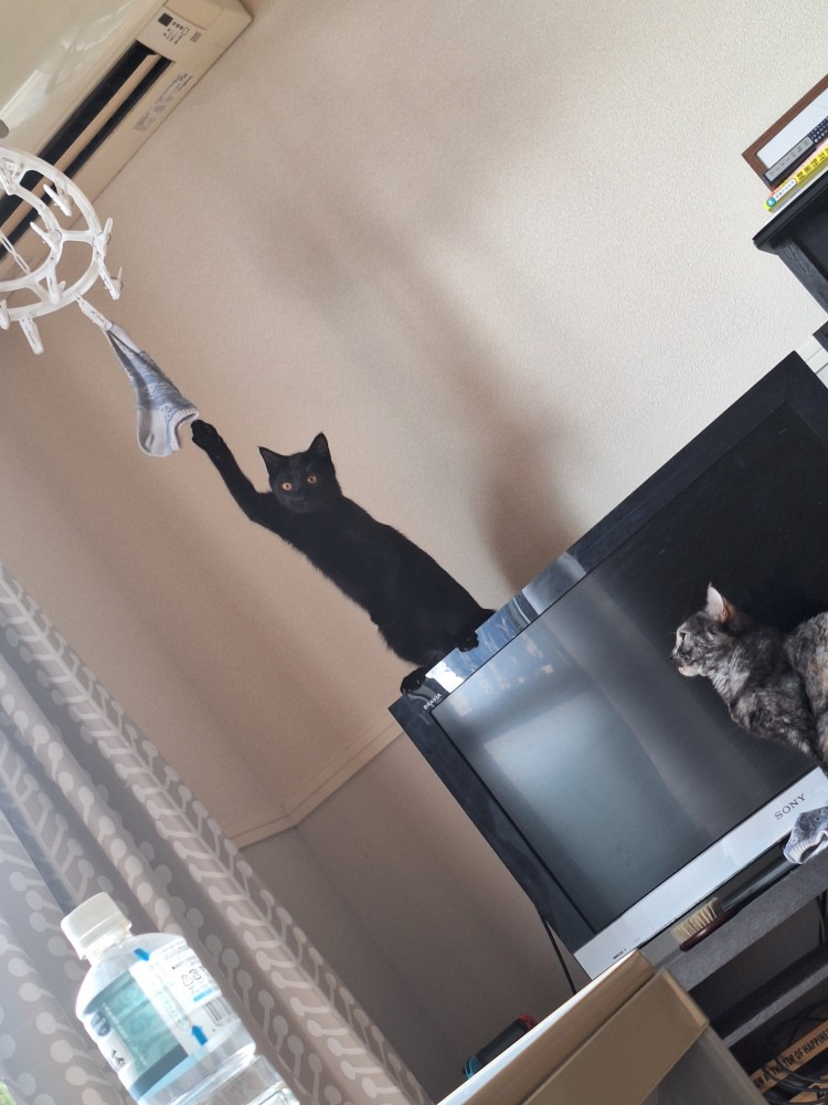 掛けられた靴下に前足を伸ばす黒猫と、それを見つめるサビ猫