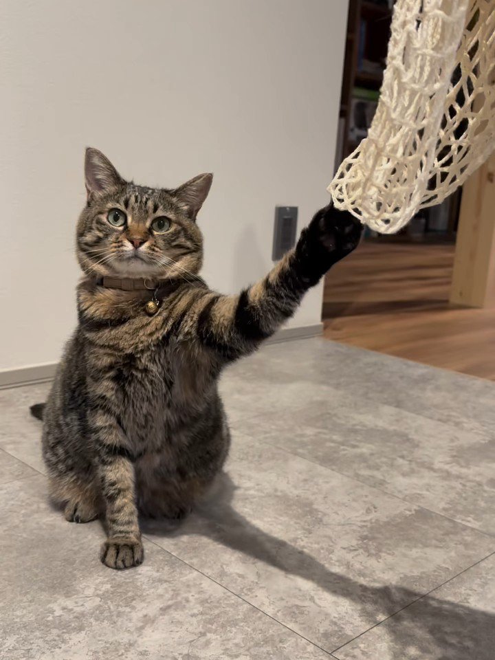 網に爪を引っかけて座る猫