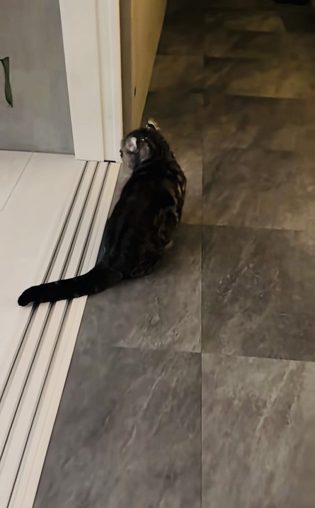 飼い主さんに気付かず鳴くキンカロー