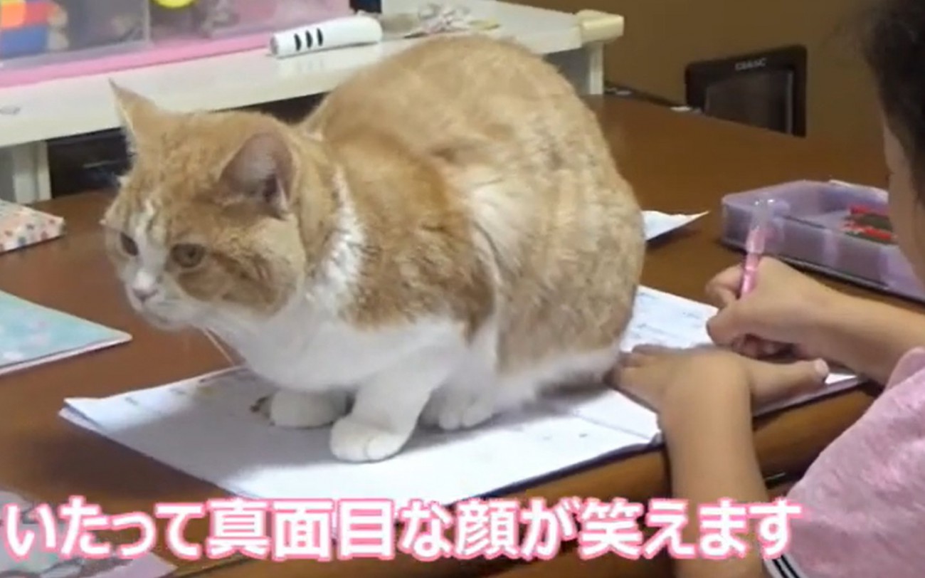 ノートの上に座る猫（いたってまじめな顔が笑えます）