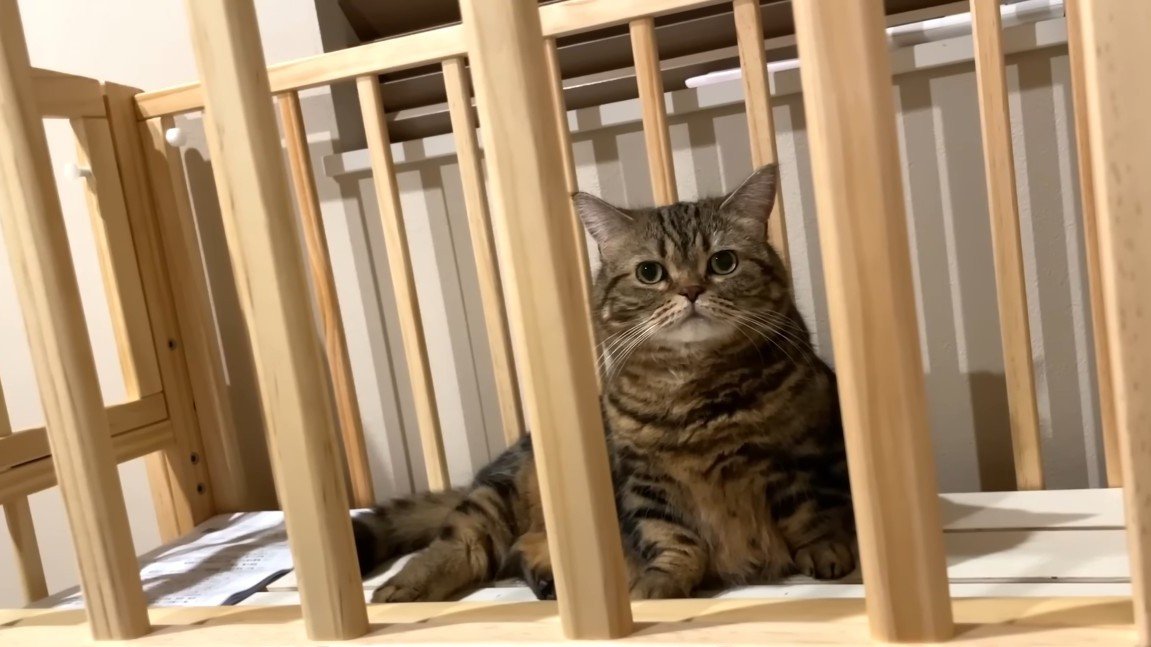 ベッドの中からこちらを見るメルくん