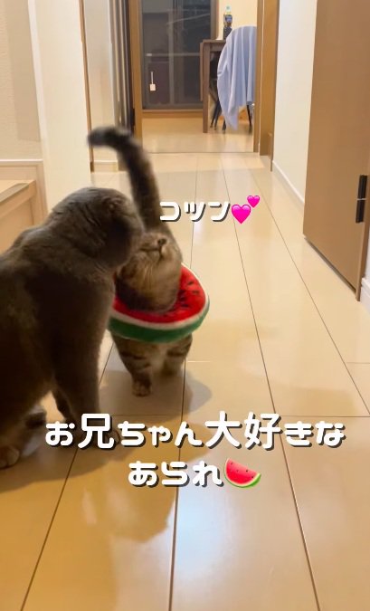 先住猫にすりすりする子猫