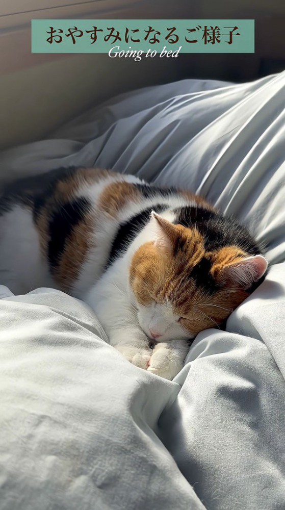 二度寝するミケ