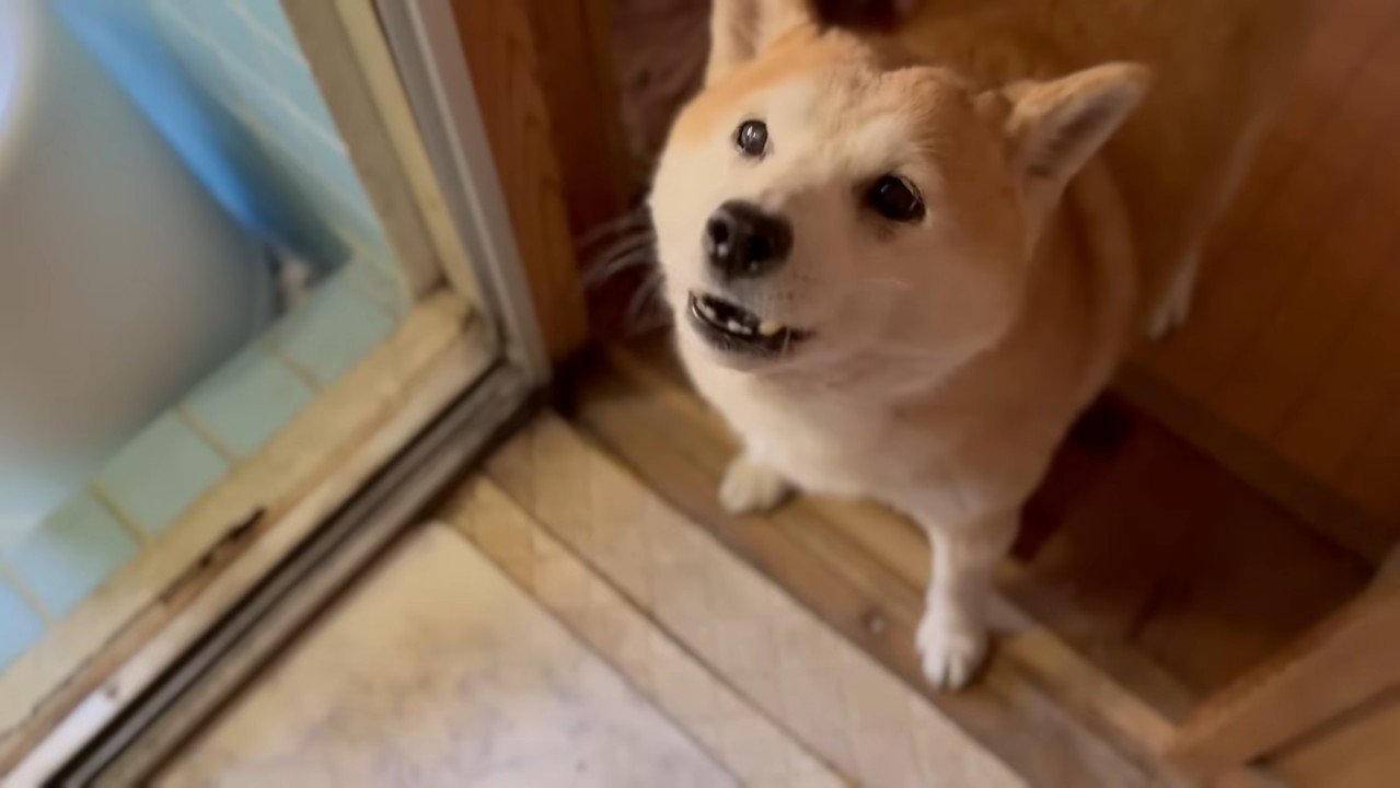 声を上げるももちゃん