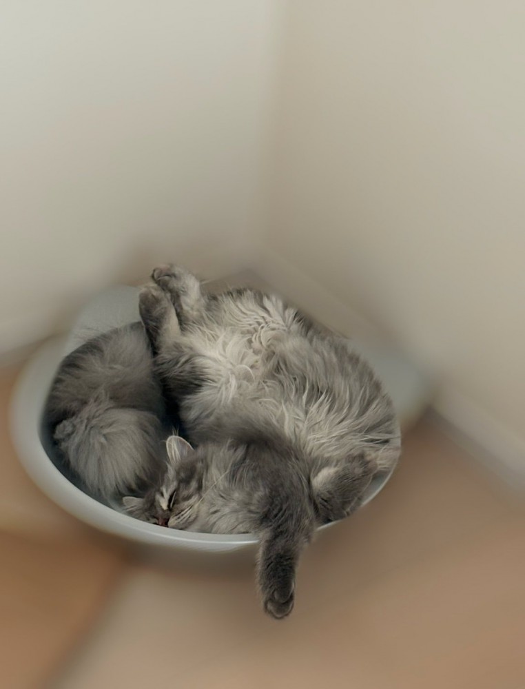 無防備な姿で眠る猫