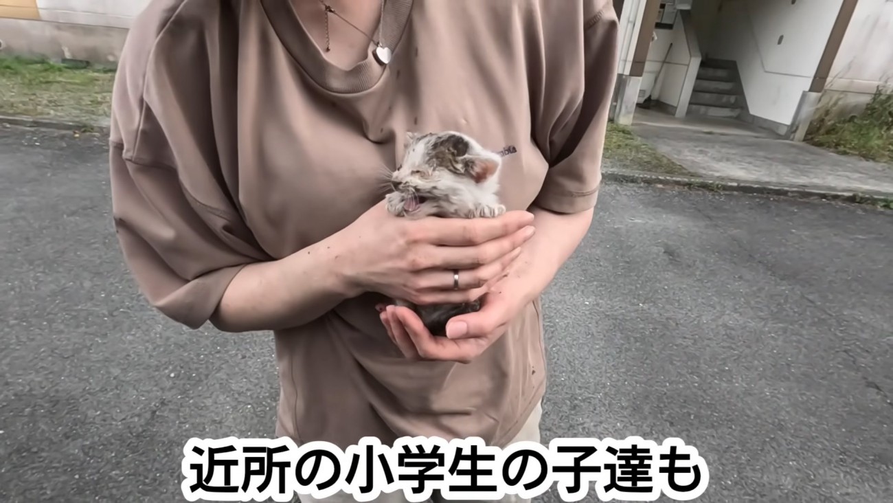 人の手の中にいる子猫
