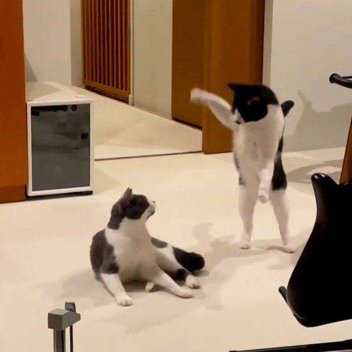 妹猫に向かって大きく前足を広げる兄猫