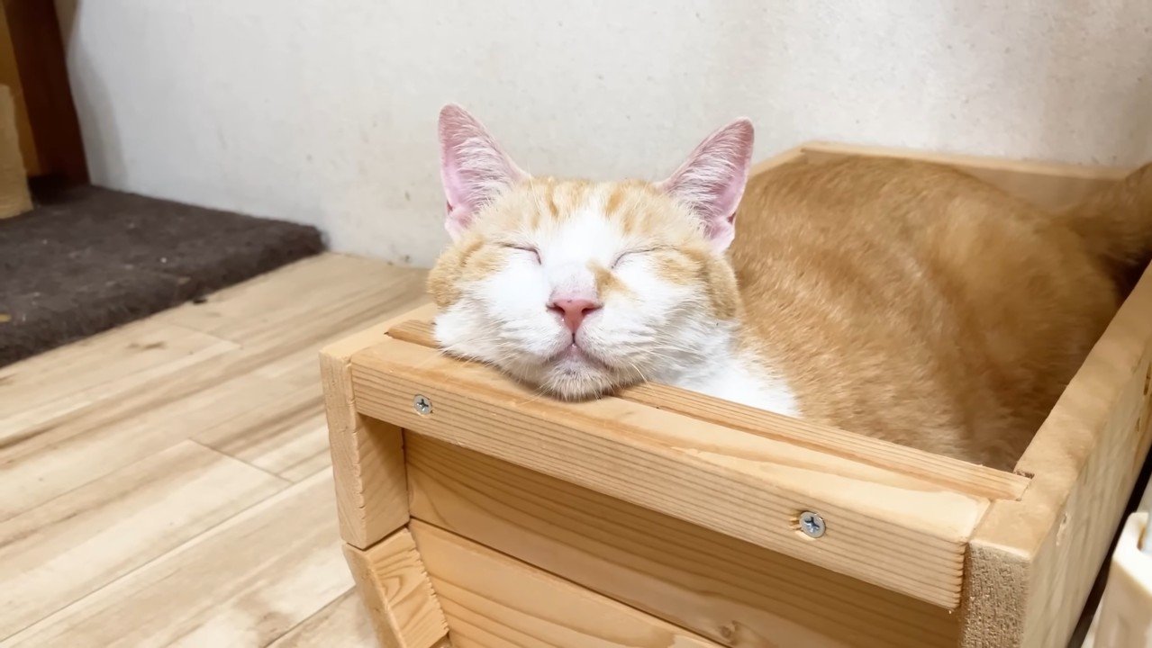 むぎくんのアップ