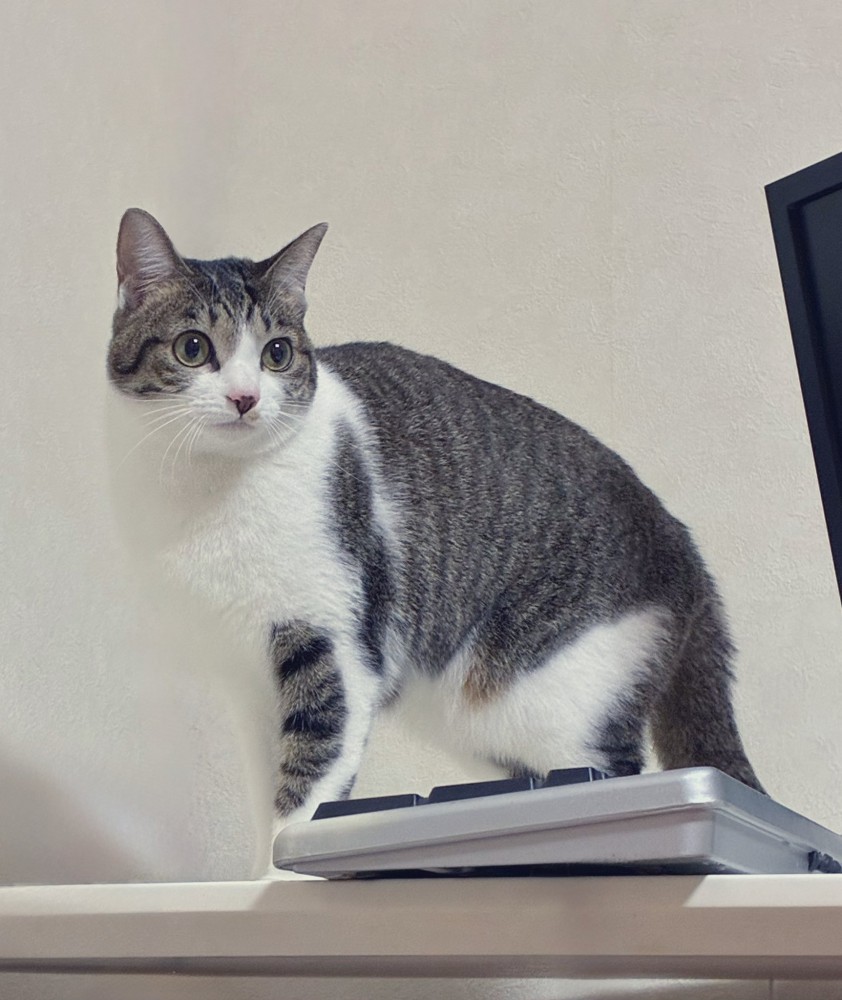 キジ白の猫なーちゃん