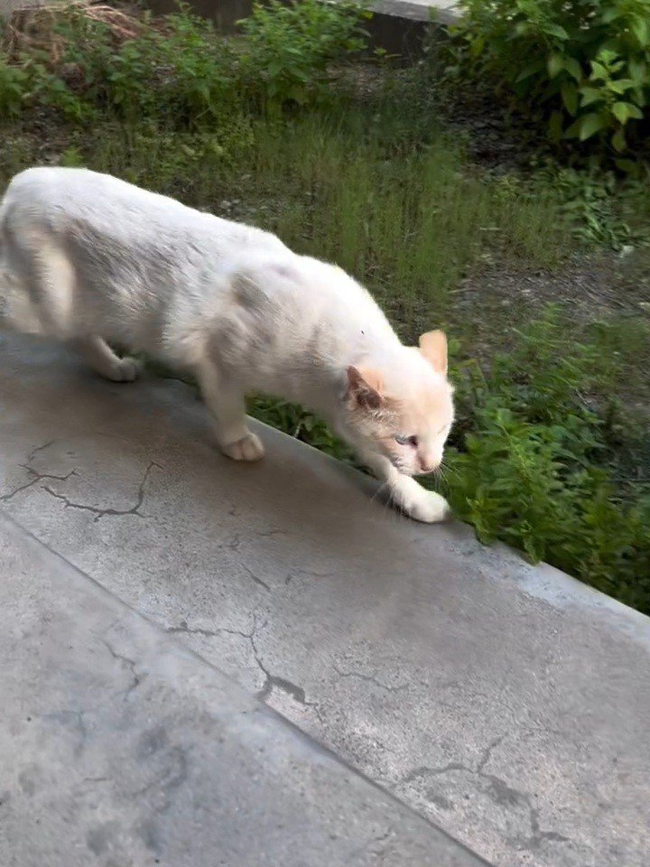 やせた猫