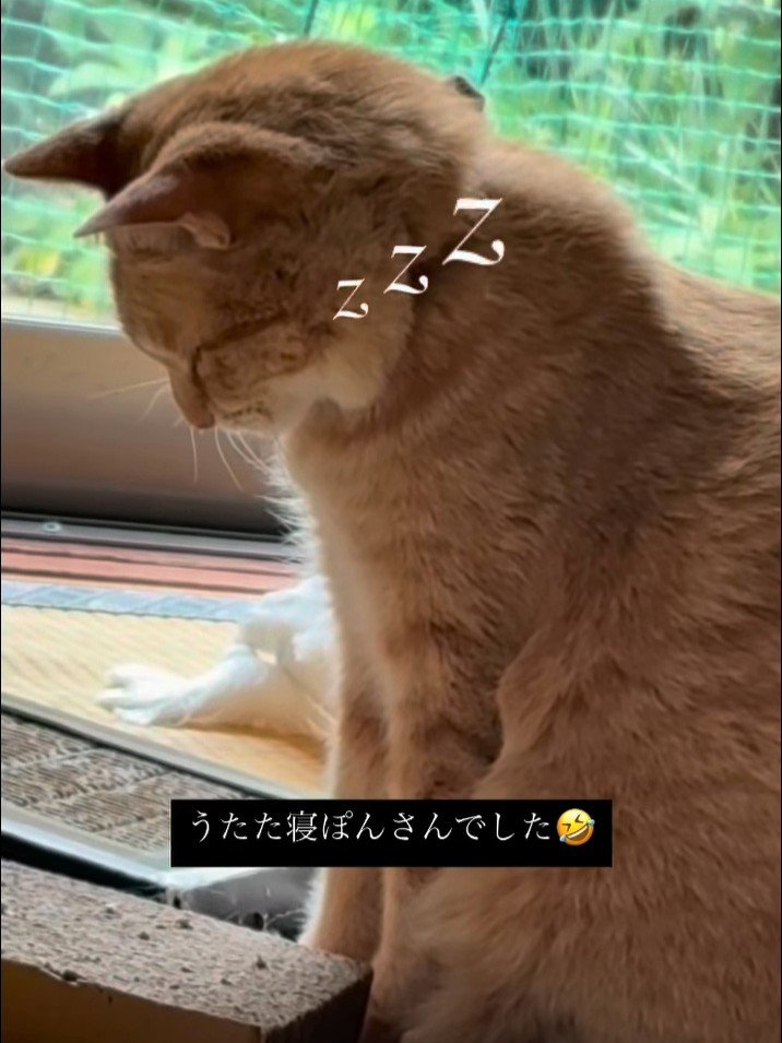 座って寝る猫の顔