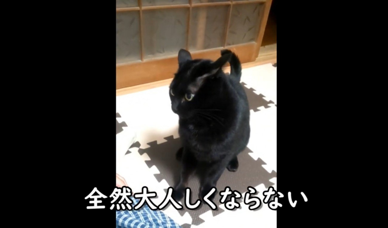 イカ耳黒猫