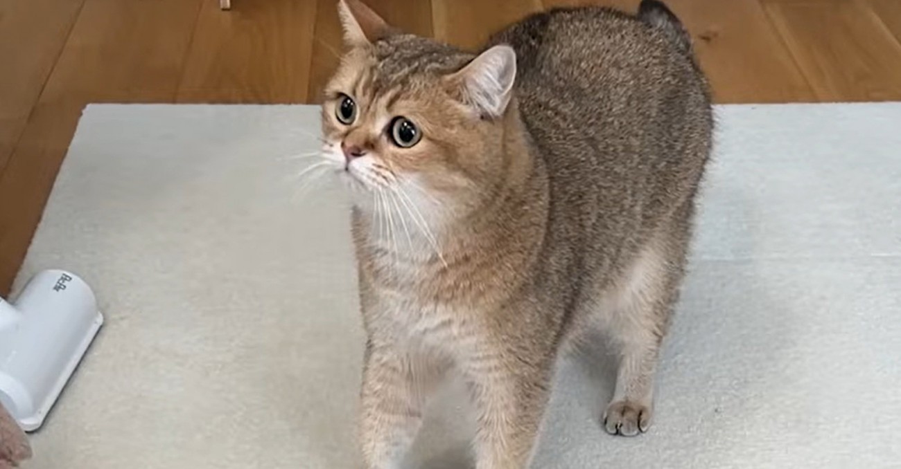 猫の様子