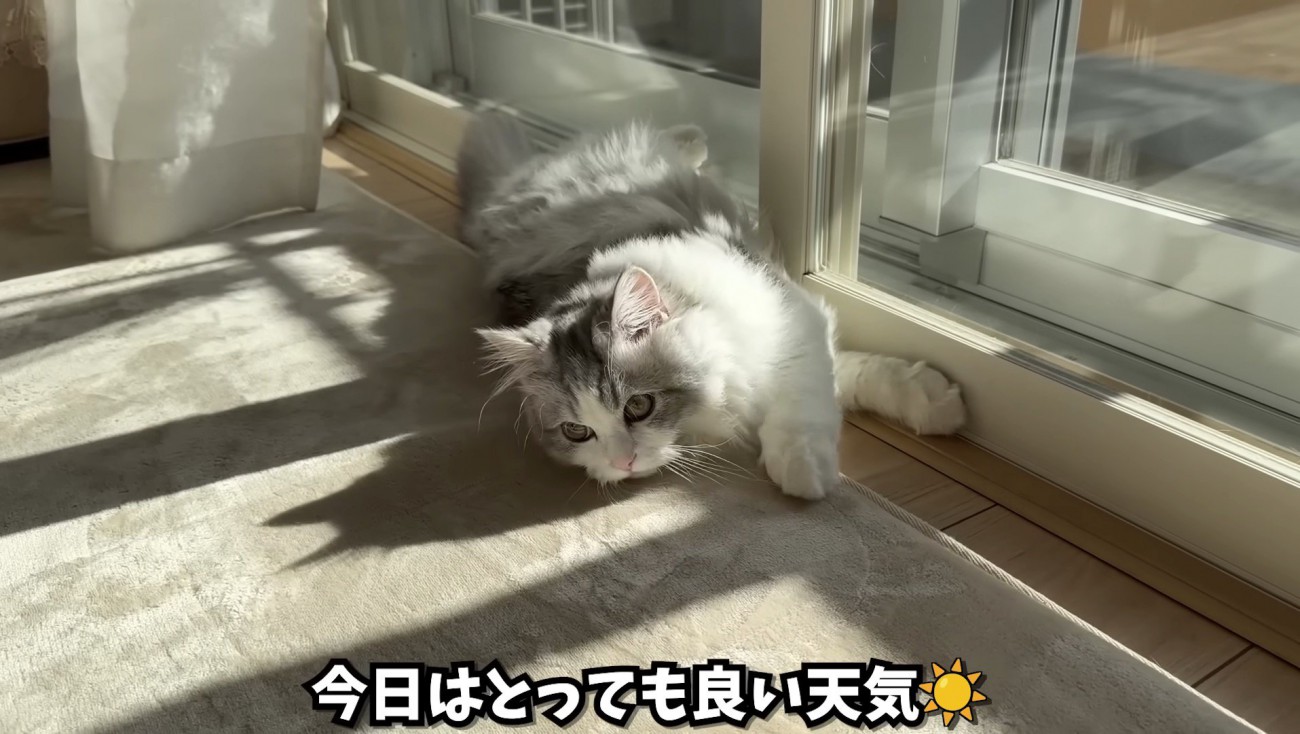 日向ぼっこをしている姿