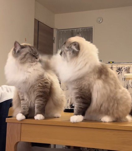 猫パンチを受ける兄猫