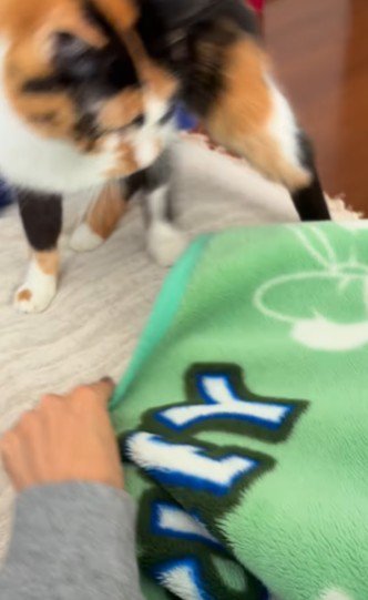 毛布を鋭い眼差しで見つめる三毛猫