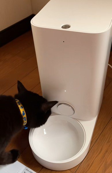 自動給餌器を観察する猫