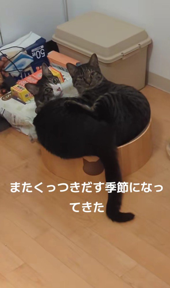 くっついている2匹の猫