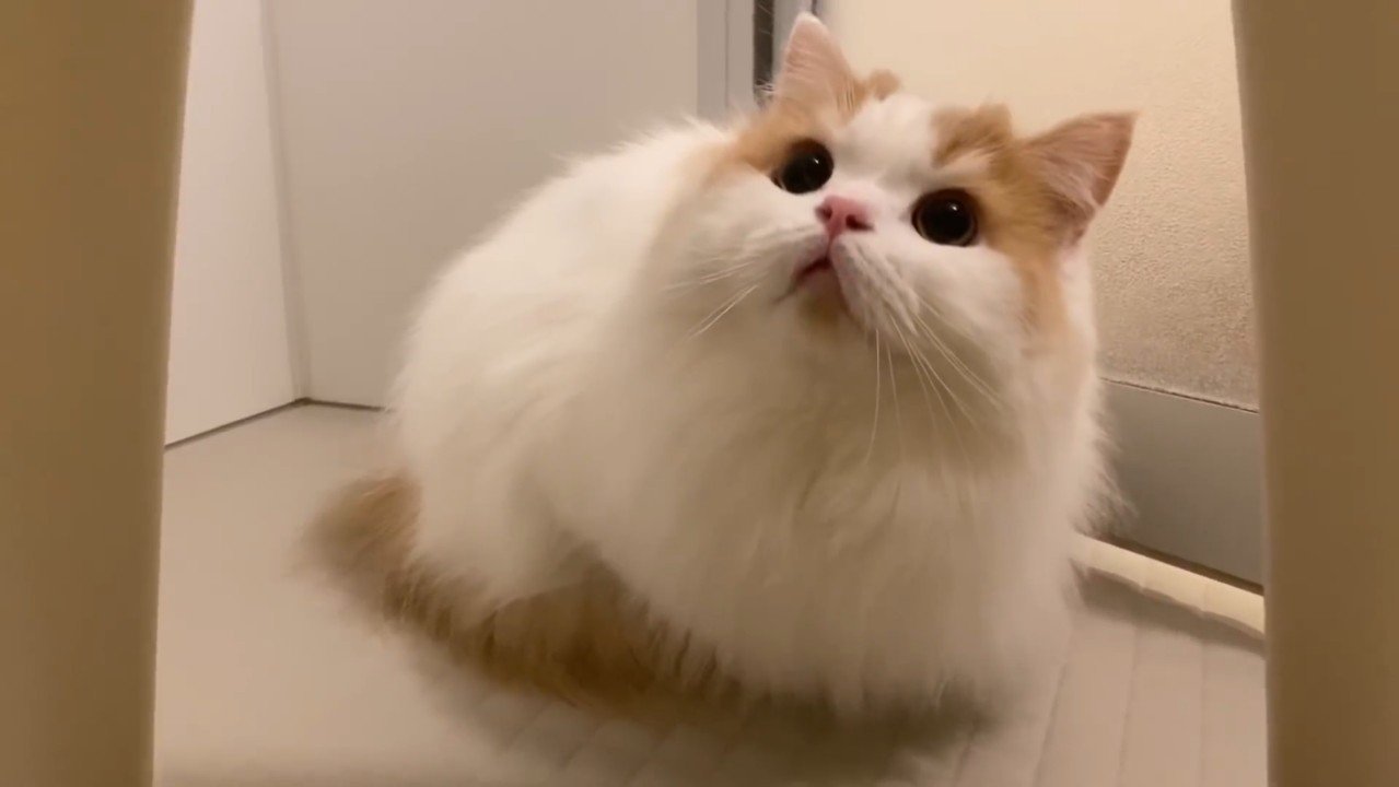 見上げる姿