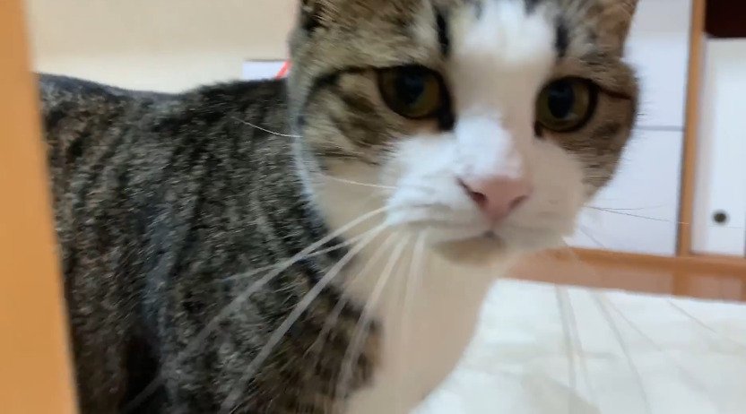 猫の顔のアップ