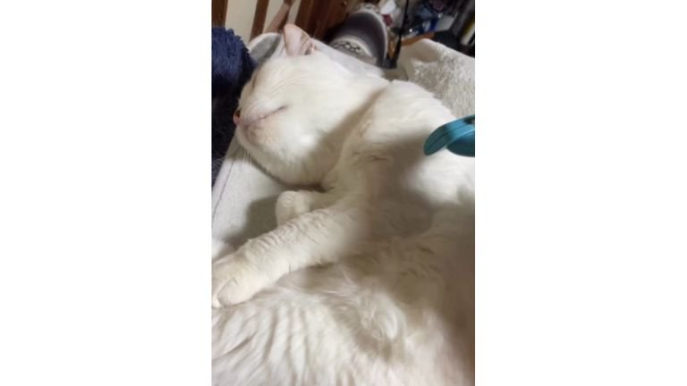 ブラッシングされている猫
