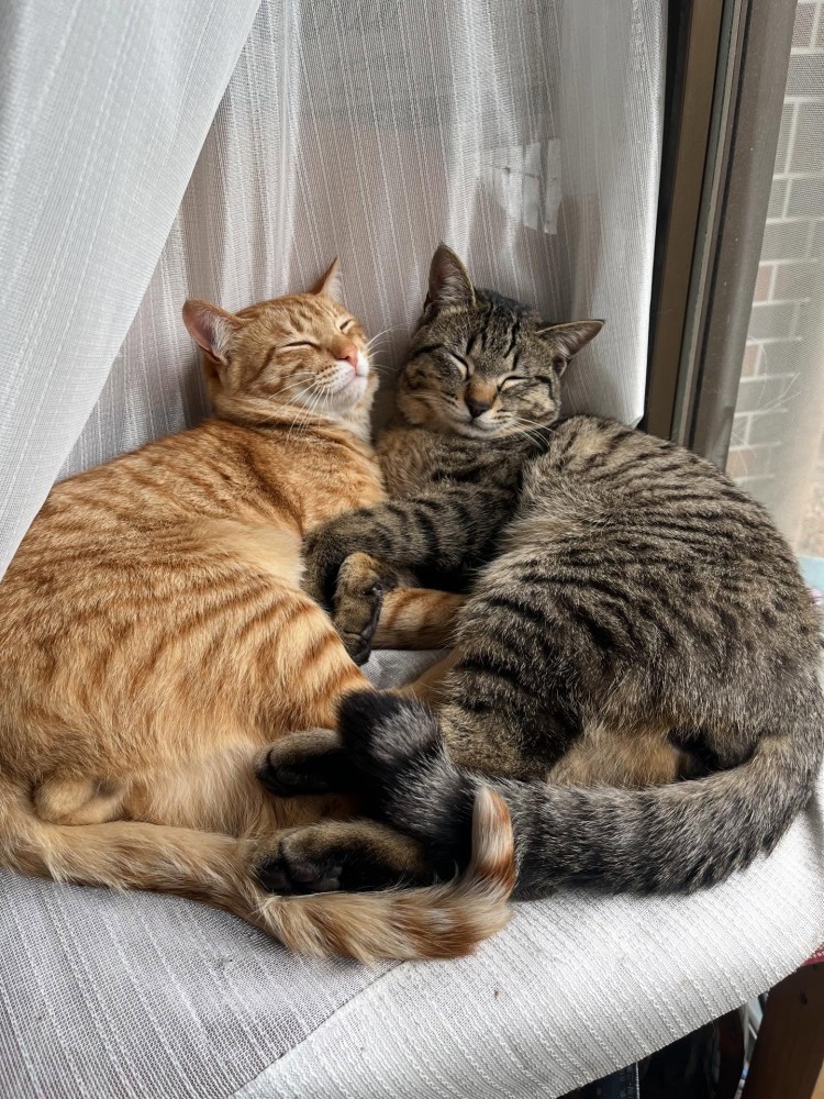 向かい合って寝る2匹の猫