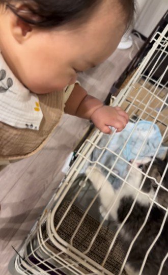 遊ぶ赤ちゃんと猫