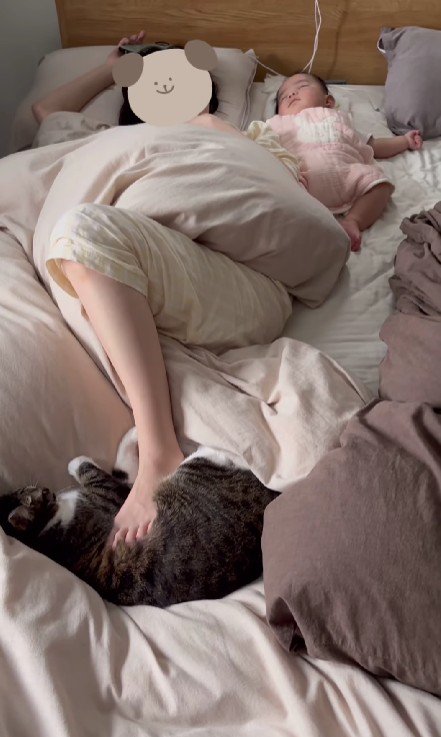 飼い主に踏まれている猫