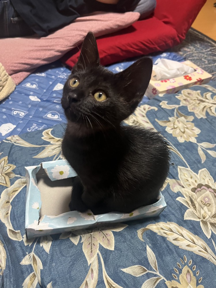 箱の中にお座りする子猫