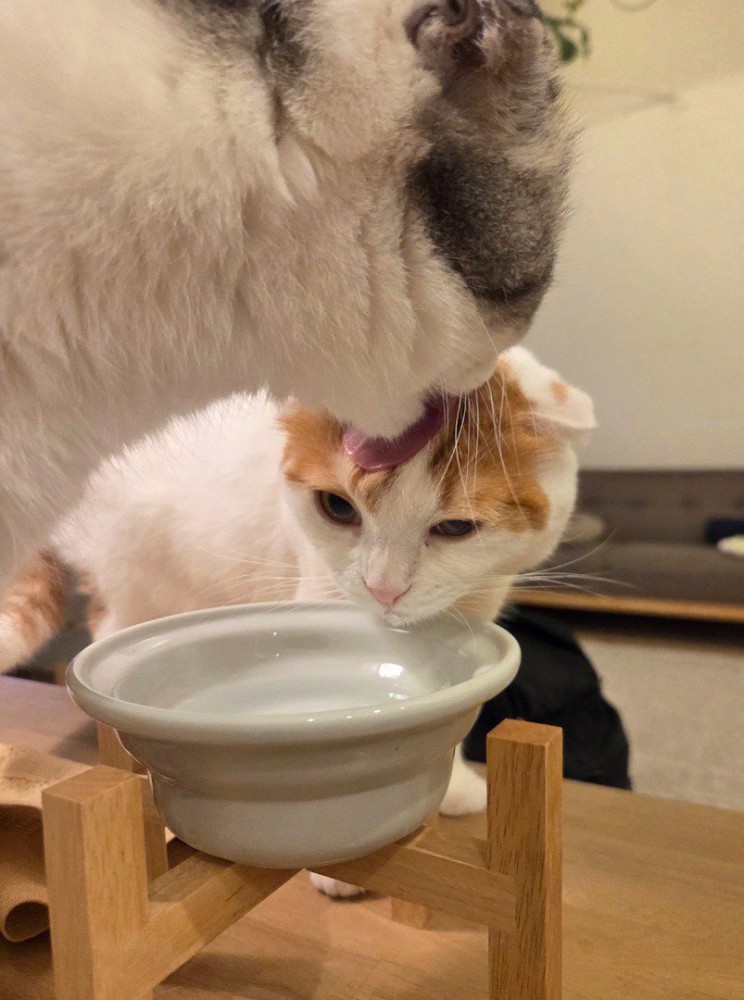 白黒猫に額を舐められて動揺する茶白猫