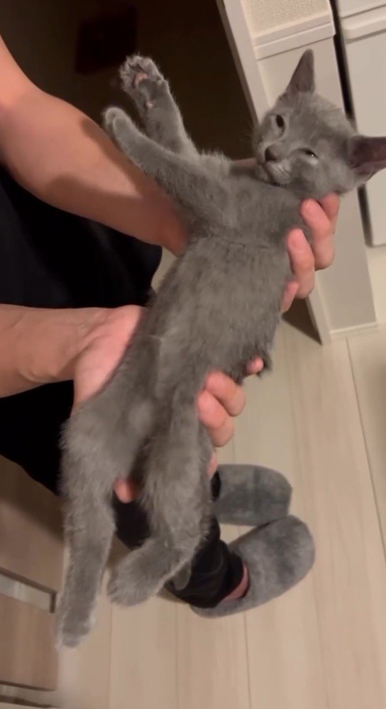 抱き上げた子猫を移動させる男性