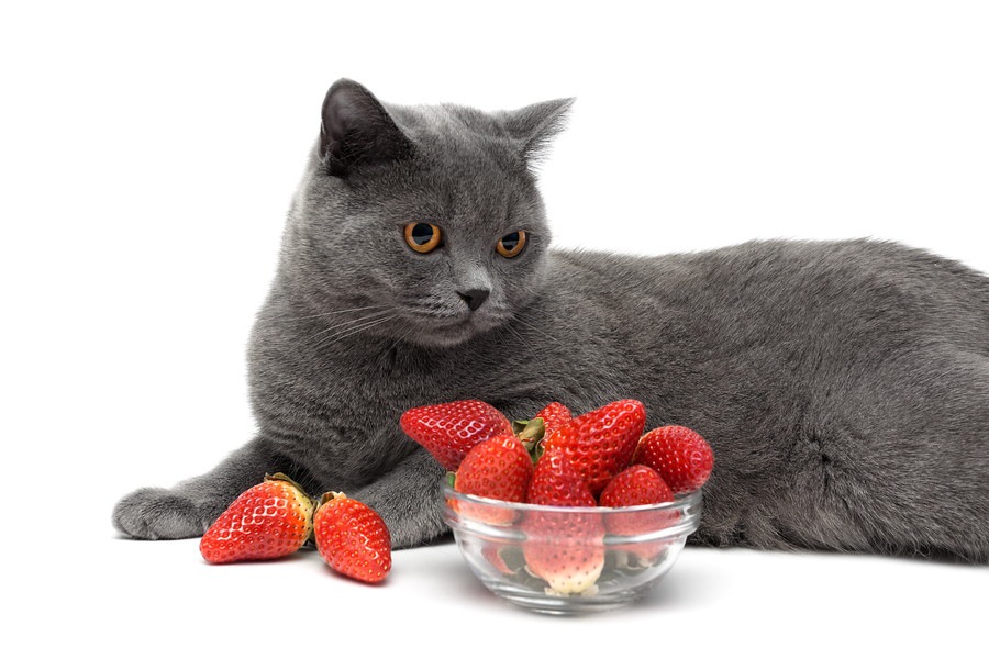 猫はいちごを食べても大丈夫！与え方の注意点を解説