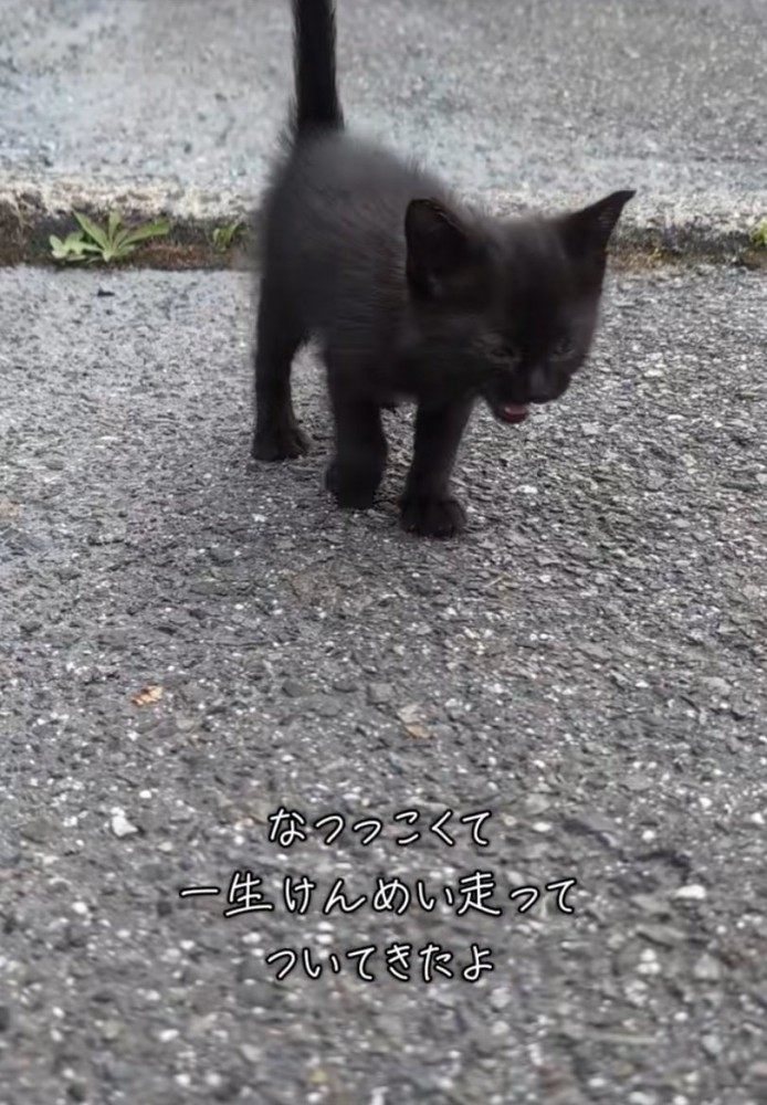 鳴く黒猫