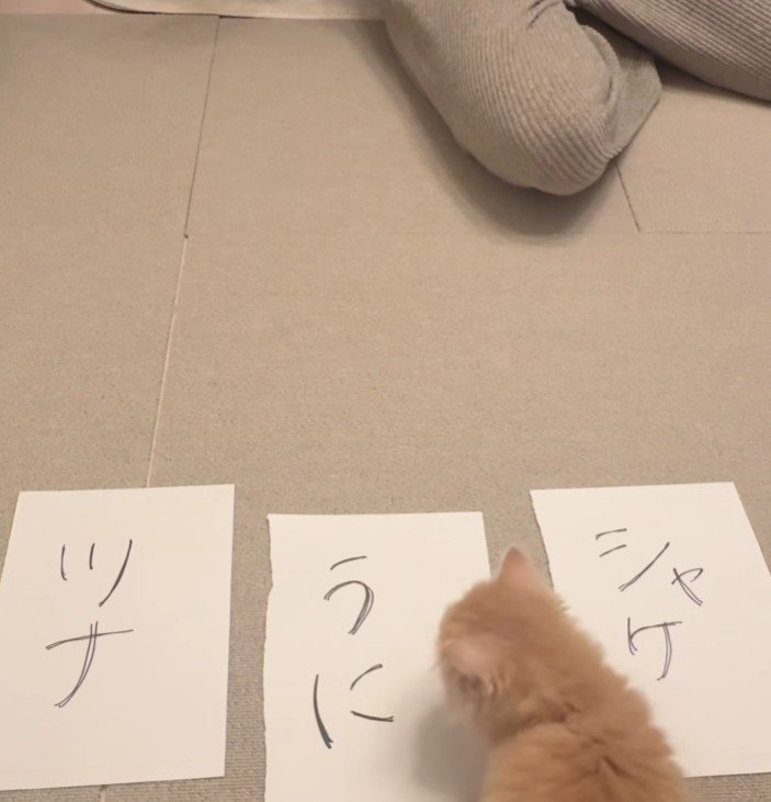 3枚の紙と猫