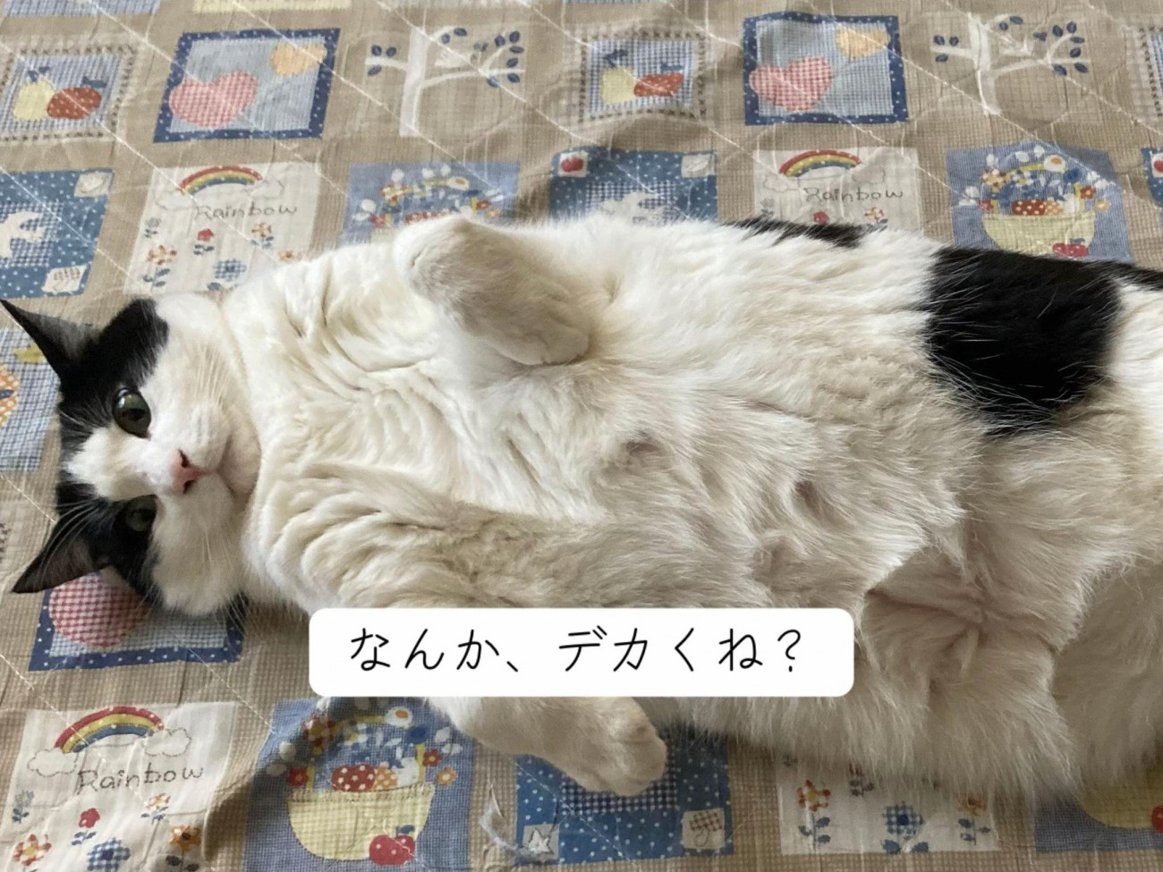 仰向けの成猫