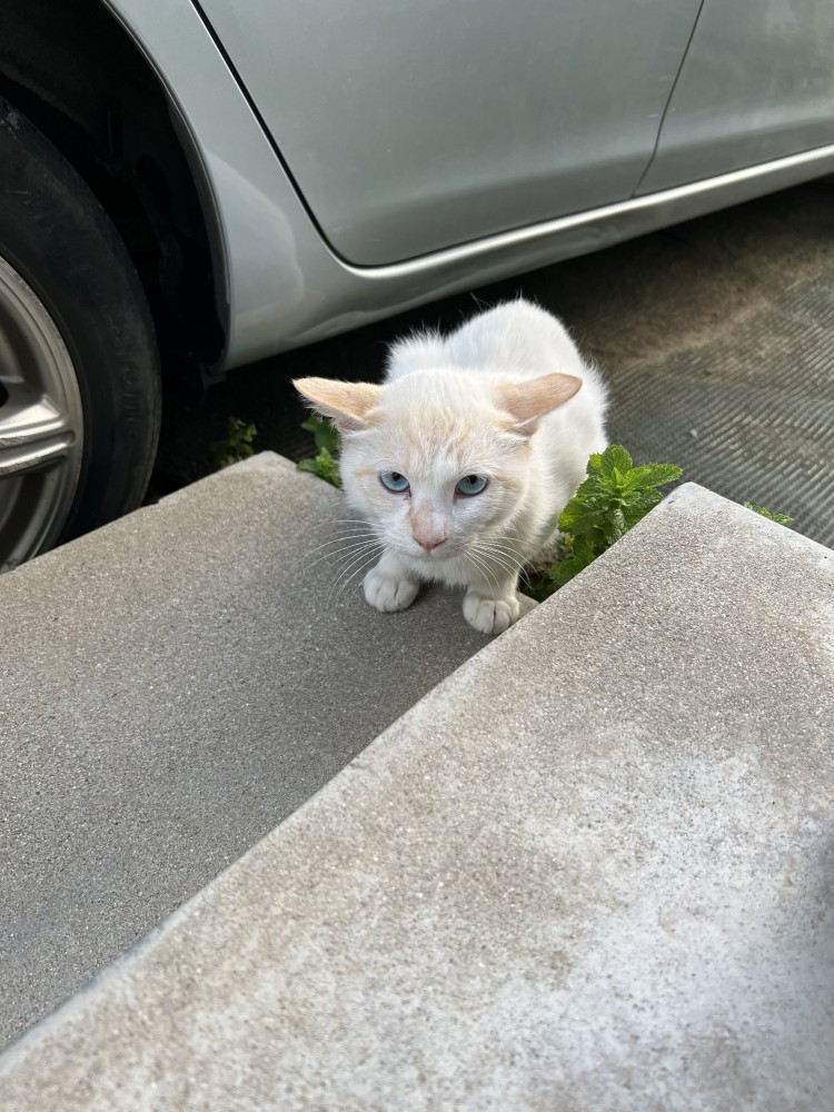 座ってカメラ目線の猫