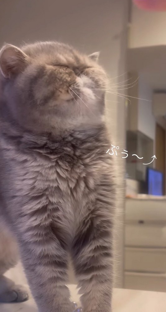 目を細めて体を仰け反らせる猫