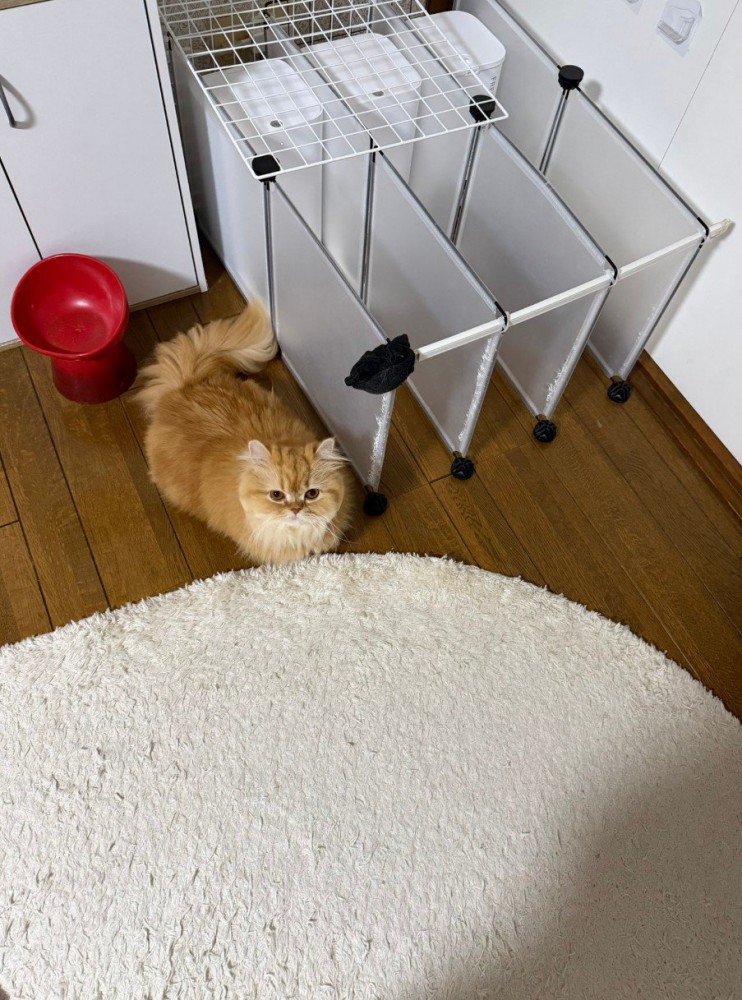 フードボウル近辺にいる猫