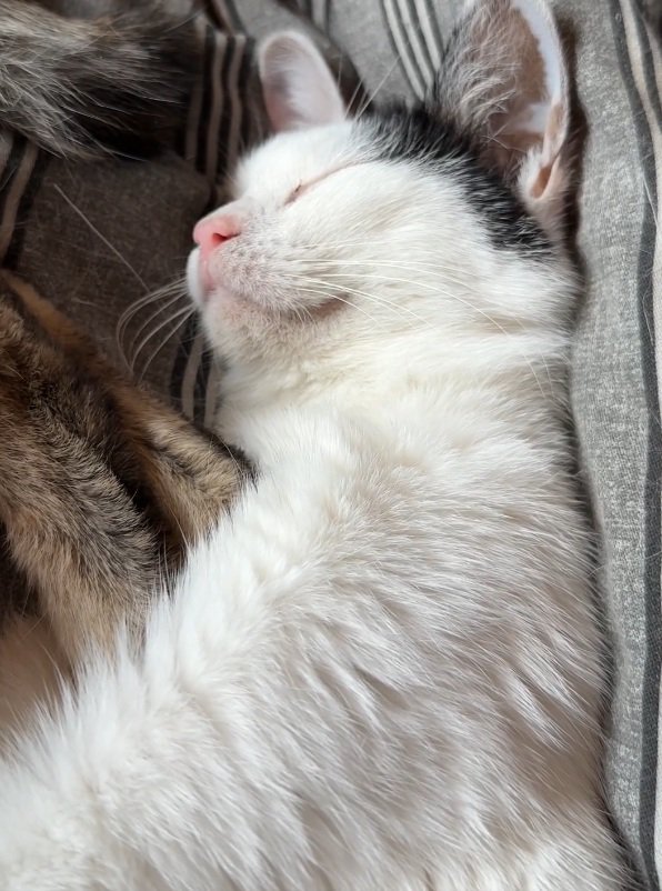 舌を戻す猫