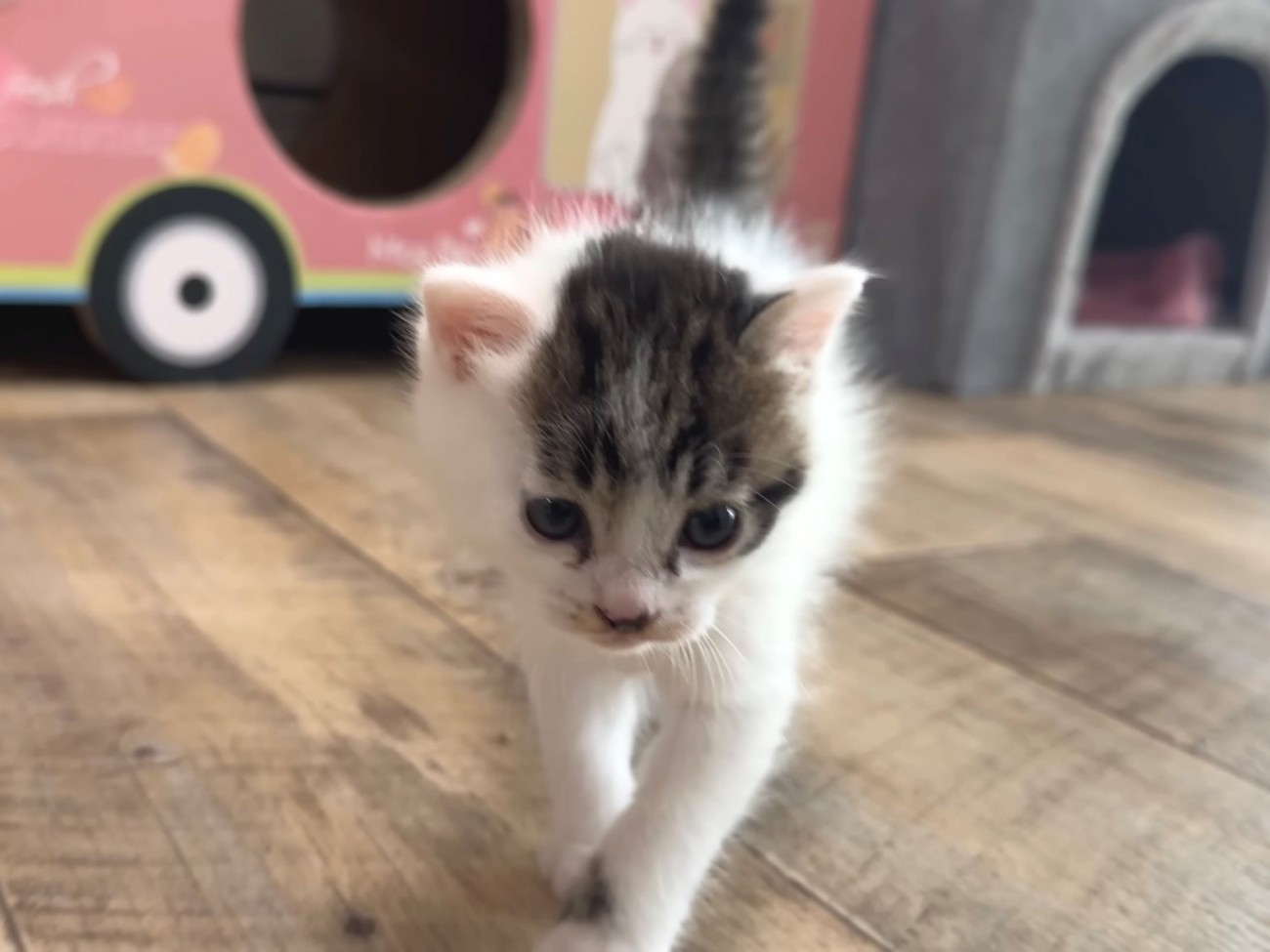 正面向きで歩く子猫