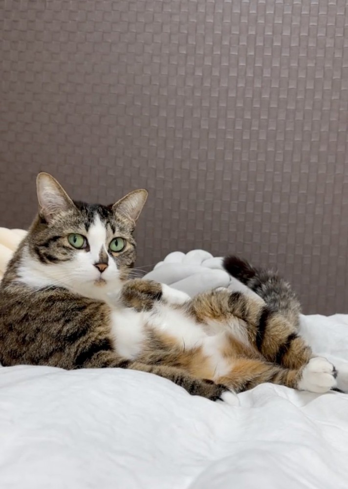 ゆっくり振り向く猫