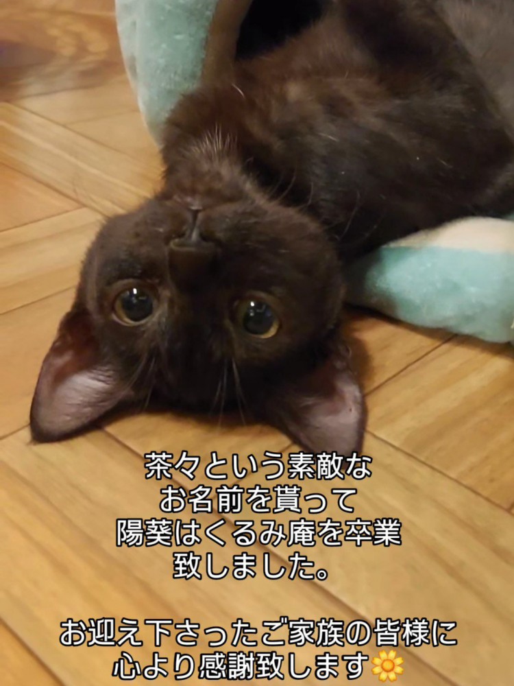 仰向けの猫の顔