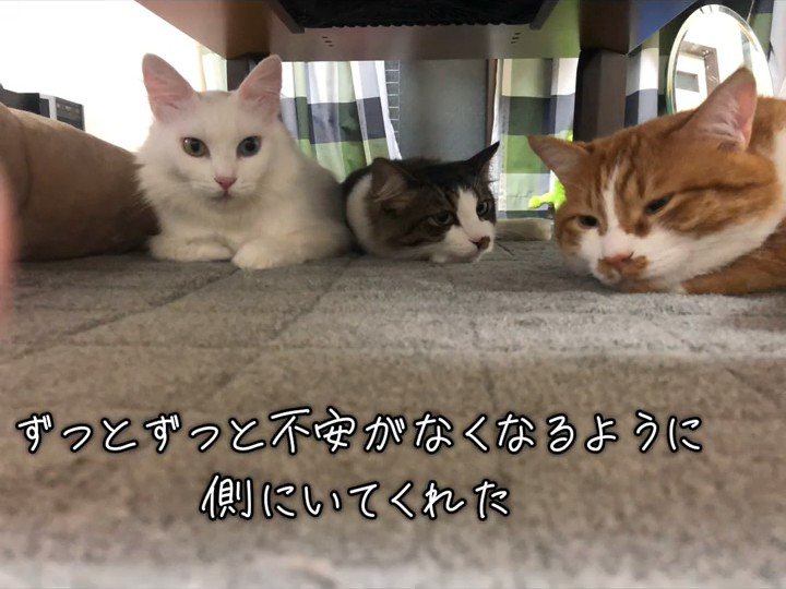 寝そべる3匹の猫