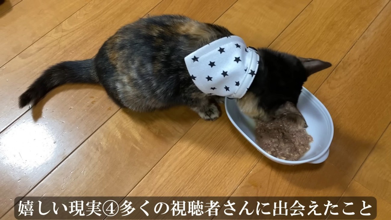 ごはんを食べる子猫