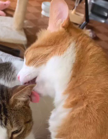 キジ白猫の耳を舐める茶白猫