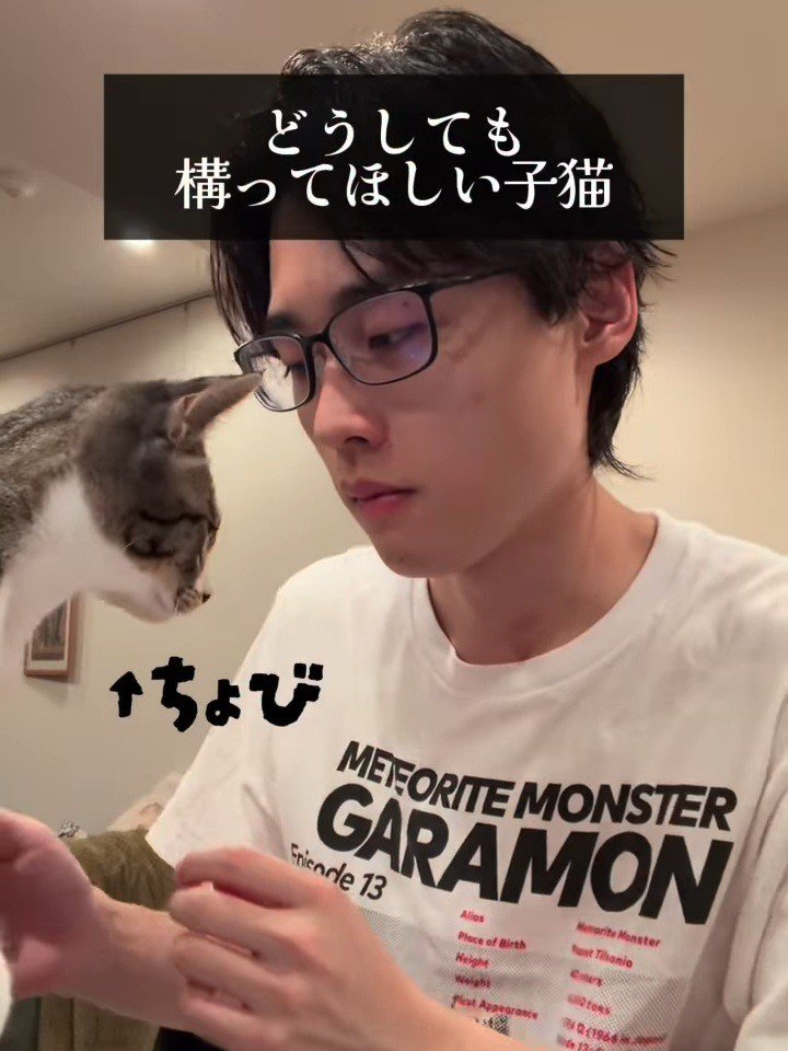 人の前にきた子猫