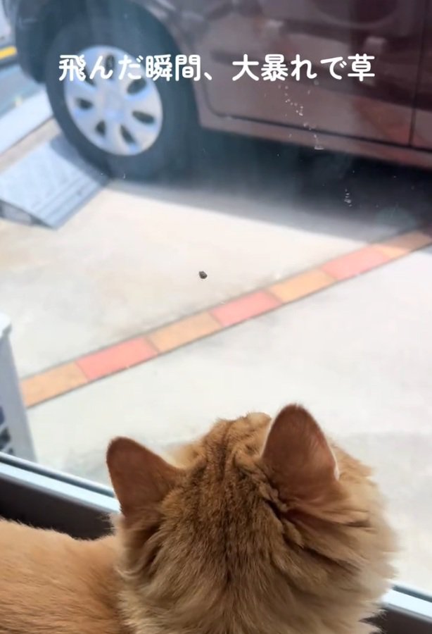虫を発見した猫
